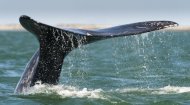 El organismo internacional que regula el comercio y la caza de ballenas rechazó el jueves una propuesta de Dinamarca para ampliar los derechos de caza de ballenas para los pueblos aborígenes de Groenlandia, que supondría matar a 10 ballenas jorobadas al año. (AFP/Illustration | Omar Torres)