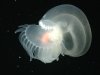 This image, taken in 2002, about one mile deep near a huge underwater volcano near Monterey Bay, provided by NOAA shows this strange marine animal, thought to be a new species that has yet to be described or named. It is a type of mollusk, called nudibranch, that sheds its shell early in life. Scientists think there are millions of species, like this one, that have yet to be named or even discovered. (AP Photo/NOAA)