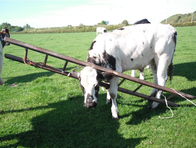 001Cow-in-ladder