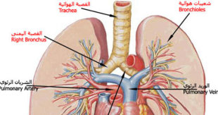 ما أسباب وأعراض التهاب الجهاز التنفسى الأعلى؟ Smal320102195832