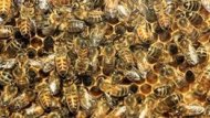 النحل...جيش 111025130430_bees_utah.jpg