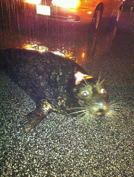 In this photo provided by Ellie Burcar, a seal that escaped from the Lake Superior Zoo lies on Grand Avenue in Duluth, Minn. around 2:30 a.m. on Wednesday, June 20, 2012. Some animals escaped from their pens at the zoo as floods fed by a steady torrential downpour struck northeastern Minnesota, inundating the city of Duluth, officials said Wednesday. (AP Photo/Ellie Burcar)