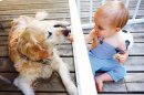 Moins d'infections pour les bébés au contact de chiens