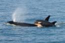 Handout photo of a female killer whale and her newborn calf are seen in Grays Harbor