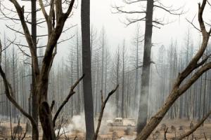 A burned out truck is seen among scorched trees after&nbsp;&hellip;