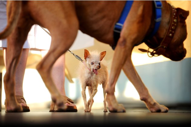 La perrita Yoda, al fondo, una mezcla de las razas chihuahueño y chino crestado, detrás de un boxer llamado Pabst , durante el concurso "El perro más feo del mundo 2011", el viernes 24 de junio de 201