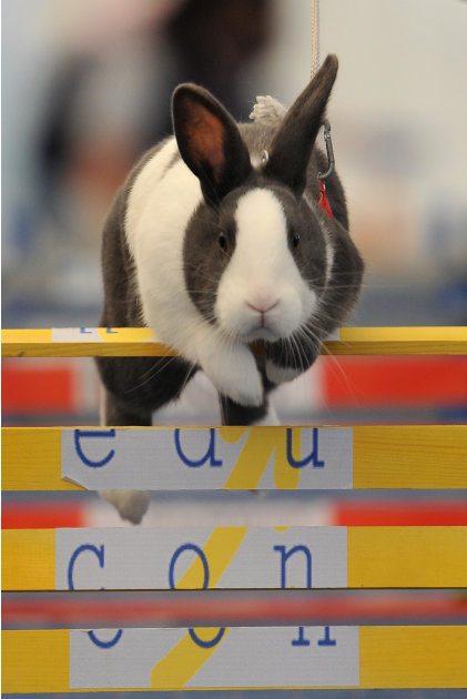 First European Rabbit Hopping Championships