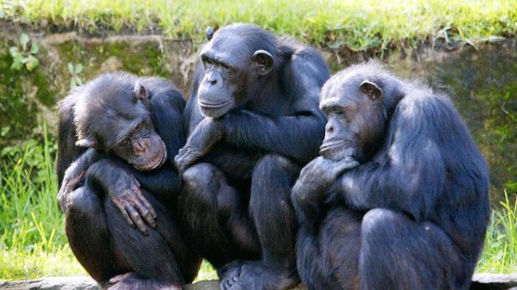 File picture shows three female chimpanzees at the Taronga Zoo in Sydney