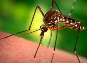 Hasil Riset, Nyamuk Tanpa Sperma Dapat Hentikan Malaria