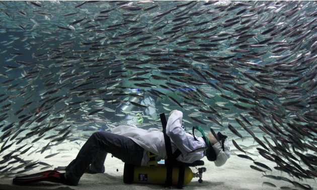 A diver wearing chef uniform performs with sardines as part of summer vacation events at an Coex Aquarium in Seoul, South Korea, Friday, July 22, 2011.  (AP Photo/ Lee Jin-man)