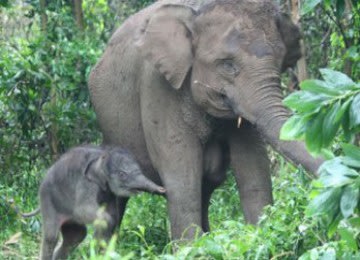 Kekenyangan Makan Pupuk Rasa Asin, Seekor Gajah Sumatera Tewas