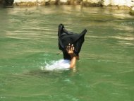 Một học sinh giơ cao cặp sách lên đầu, hì hục bơi qua sông