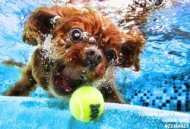 逗趣照片　狗狗水中接球猙獰表情大公開