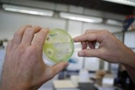 Cientista faz análise de microorganismos em laboratório