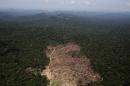 An aerial view of a tract of Amazon jungle recently cleared by loggers and farmers near the city of Novo Progresso