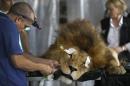 A former circus lion named "King" lays sedated as a veterinarian performs dental surgery, inside a temporary refuge for the lion on the outskirts of Lima, Peru, Friday, Feb. 20, 2015. Vets from the Animal Defenders International (ADI) are operating on lions and monkeys rescued from traveling circuses in Peru and Bolivia. According to the vets, King was removed from a circus in Nov. 2014 and is unable to chew his food properly because most of his teeth had been pulled out, or partially pulled out by his circus owners. It is illegal to use wild animals in circuses in Peru. (AP Photo/Martin Mejia)