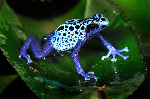 One of nature's greatest show offs: A blue                        poison dart frog, Surinam (Caters)