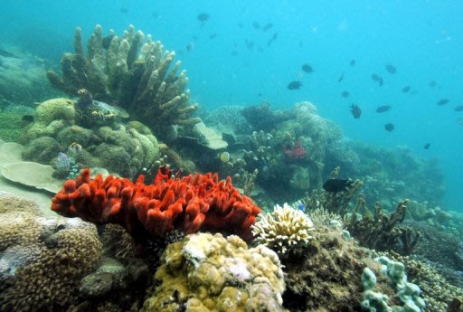 Corals are crucial not just for marine ecosystems but for hundreds of millions of people too