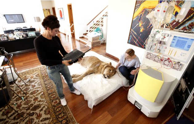 Veterinary physiotherapist Pereira looks at a paralyzed lion Ariel as its owner Borges works on her laptop at the living room of a veterinarian's home in Sao Paulo