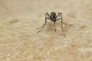 Borne by the Aedes aegypti mosquito, Zika has spread quickly to more than 30 places in Latin America and the Caribbean since last year