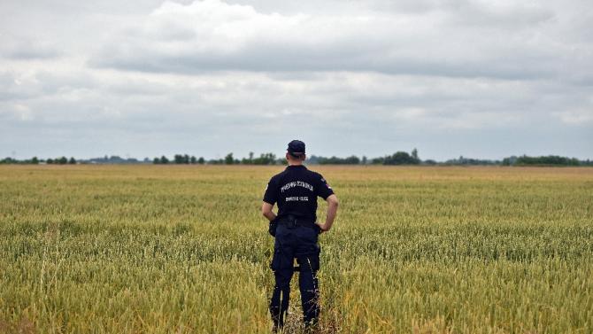 A Serbian border police officer inspects a path through a wheat field near the Hungarian border, cloe to the northern Serbian city of Subotica on June 16, 2015