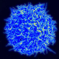 頂尖學術期刊《科學》雜誌評選癌症免疫療法，包括促進或開啟T細胞功能的方式，為2013年的「年度學術重大突破」。（photo by NIAID on Flickr - used under Creative Commons license）
