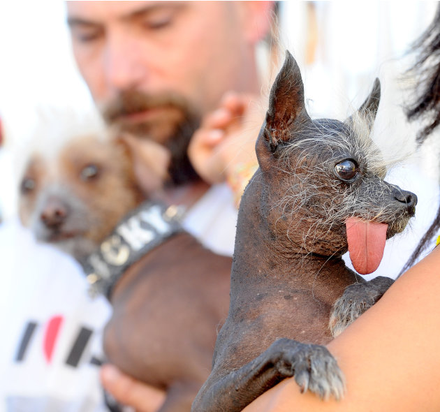 Handsome Hector, right, waits backstage at the 2011 World's Ugliest Dog Contest on Friday, June 24, 2011, in Petaluma, Calif. At left, fellow contender Icky eyes Hector, a pure bred Chinese Crested wh