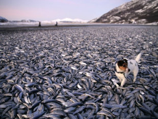20 toneladas de arenque varadas en una playa noruega. (AP Photo/Jan Petter Jørgensen / Scanpix / Norway)