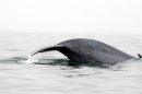 Military Sonar May Hurt Blue Whales