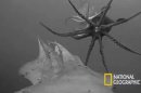Jumbo Squid-Cam Uncovers Secrets of Elusive Creature
