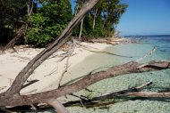 Casuarina caída às margens de uma praia de uma ilha do arquipélago das Seichelles