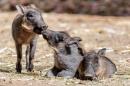 In this June 6, 2016 photo provided by Steven Gotz newly born baby warthogs appear at the Oakland Zoo in Oakland, Calif. Zoo officials say the piglets are beginning to explore their surroundings. (Steven Gotz Photography via AP) MANDATORY CREDIT