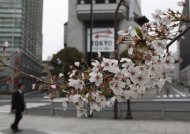 Cherry blossoms are seen in front of the Tokyo Stock Exchange building in Tokyo April 11, 2012. REUTERS/Toru Hanai