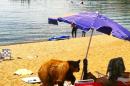 This photo provided by the Nevada Department of Wildlife shows a black bear Wednesday, July 9, 2014, on a Lake Tahoe beach in Glenbrook. The bear had to be killed by state wildlife officials because it had become a threat to public safety. It was the seventh bear the Nevada Department of Wildlife has captured at Tahoe in 10 days. The others were released back to the wild. Nevada Department of Wildlife officials say lingering drought is forcing bears to expand their search for food into urban areas. (AP Photo/Nevada Department of Wildlife).