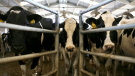 Mad Cow Disease Found in U.S. Cow (ABC News)