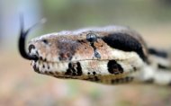 Imagem de uma cobra no noroeste da Alemanha em 2011. A cobra que Imad mastigou não era venenosa.