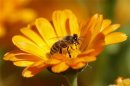 File photograph shows a bee sitting on a Marigold flower in a field of a private plantation near the village of Pishchalovo