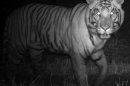 Tigers Work the Night Shift in Nepal