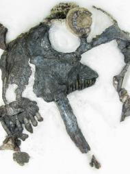 Esta fotografía distribuida por el periódico Science muestra el esqueleto fosilizado de un Tiarajudens eccentricus. Los científicos descubrieron que esta especie se alimentaba de hierbas, pese a estar provisto de dientes en forma de sable (AP Foto/Science).