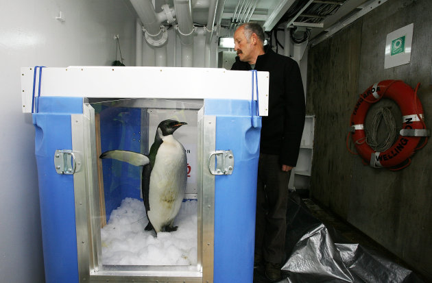 [Image: zealands-happy-feet-penguin-returns-2011...14-599.jpg]