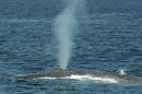 A blue whale exhales through its blowhole in the Pacific Ocean off the coast of Long Beach, California, on July 16, 2008