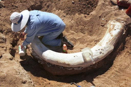 凍土發現骨髓，長毛象複製有望圖片1