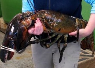 Lobster Raksasa Tertangkap Jaring Nelayan