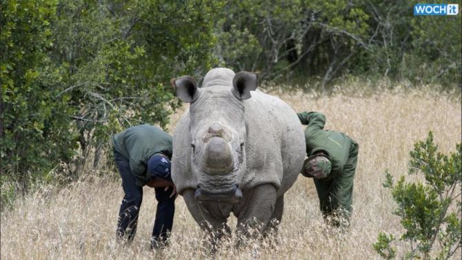 Death Of Endangered White Rhino Puts Species On Brink Of Extinction