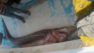 Ψαρεύουν...καρχαρίες στη Νίσυρο