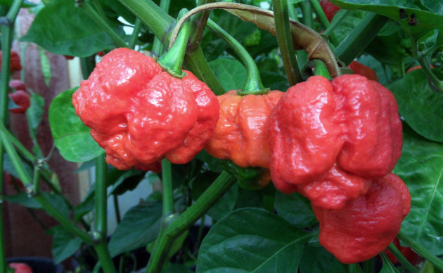 This undated image provided by New Mexico State University shows the Trinidad Moruga Scorpion, the new hottest pepper on the planet, as identified by NMSU's Chile Pepper Institute. Researchers determined the golf ball-sized pepper has a mean Scoville Heat Unit value of 1.2 million. (AP Photo/Courtesy of Jim Duffy, New Mexico State University)