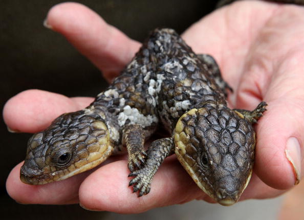 Amazing double headed animals - It's real 08-bobtail-lizard_084331