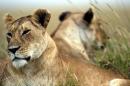 A new study says lions are critically endangered in western Africa, and should be listed as "regionally endangered" in Central and East Africa, where these females were seen resting in the storied Masai-Mara Game reserve on August 7, 2003