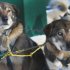 In this photo taken Thursday Jan. 17, 2013, sled dogs Poncho, left, and his blind brother Gonzo are hooked up for a run at the Muddy Paw Sled Dog Kennel,  in Jefferson, N.H. Poncho has taken to helping his blind brother on regular runs.  (AP Photo/Jim Cole)