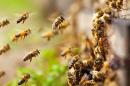 Bee-Killing Pesticides May Get New Restrictions From the EPA
